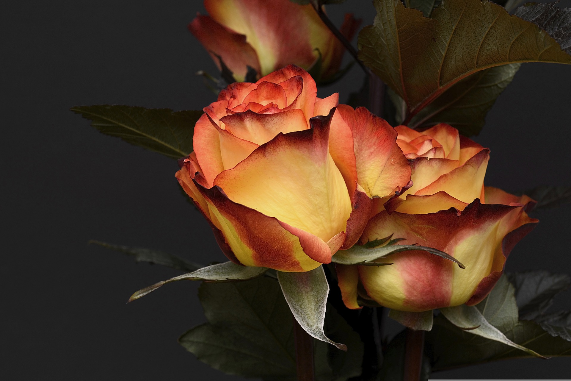 Beautiful Rose